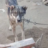 سگ سرابی نژاد دار|سگ|ملایر, |دیوار