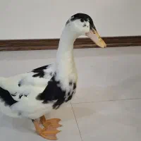 اردک خوشگل بامزه اروم ومهربون