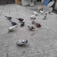 فروش ۱۰ کفتر سلامت