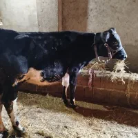 گوساله ماده هلشتاین آمریکایی ده ماهه