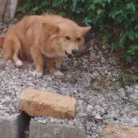 سگ پامر روبایی معاوضه با کبوتر