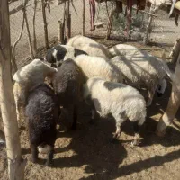 میش فروشی|حیوانات مزرعه|قلعه گنج, |دیوار