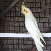 عروس هلندی|پرنده|بندرعباس, |دیوار