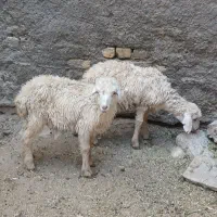 دو عدد بره عروسک خوشگل سفید نر ماده درشت مست|حیوانات مزرعه|مشهد, رسالت|دیوار