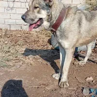 سگ سرابی اصیل