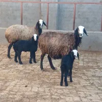 میش بره دار