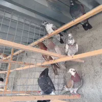 غریب گیری|پرنده|وحیدیه, |دیوار