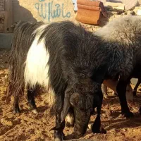 کل دونیم ساله درجه یک پاکستانی|حیوانات مزرعه|سمنان, |دیوار