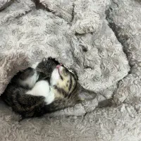 جای خواب پت دست ساز