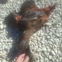 َمرغ مهلی|حیوانات مزرعه|دهدشت, |دیوار