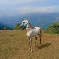 اسب|اسب و تجهیزات اسب‌سواری|رامسر, |دیوار