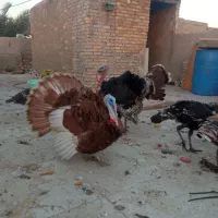 بوقلمون برای فروش