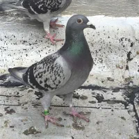 دوبر مسافتی ،سرعتی، نژاد دار|پرنده|اردبیل, |دیوار