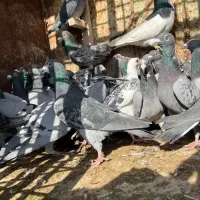 کبوتر|پرنده|مرودشت, ثبت احوال|دیوار