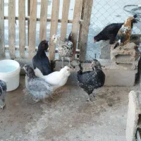 ۶ عدد مرغ گلین تخم کن ۲ عدد خروس گلین|حیوانات مزرعه|وحیدیه, |دیوار