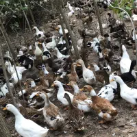 جوجه اردک از ۱ روزه تا ۶ ماهه بالغ|حیوانات مزرعه|آستانه اشرفیه, |دیوار