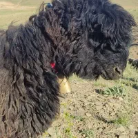 بره قوچ کری|حیوانات مزرعه|شهرکرد, |دیوار