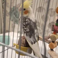 جفت عروس هلندی مولد کلکسیونی با 8تا تخم و لوازم|پرنده|تهران, پردیسان|دیوار