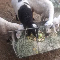 گوسفند یکساله ماده