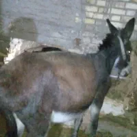 خرجوان|حیوانات مزرعه|ایجرود, |دیوار