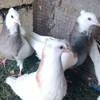 کبوتر .زاغ.طوقی.صرب|پرنده|اسیر, |دیوار