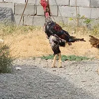 جوجه خروس لاری اردک جوجه قو غاز مرغ محلی