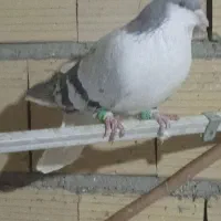 ابروبسته شیک رنگ روشن دونی چهارصد