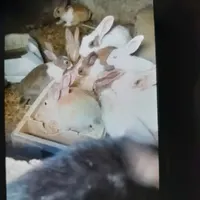 خرگوش فروشی
