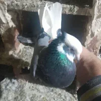 شازده سبز|پرنده|مراغه, |دیوار