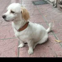 سگ نژاد پامر.اشپیتز