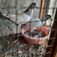 کبوتر پینتس|پرنده|بندرعباس, |دیوار