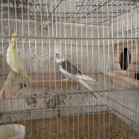 طوطی و برزیلی و عروس