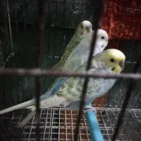 مرغ عشق بالغ نر|پرنده|تربتحیدریه, حسنی بالا|دیوار