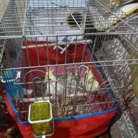 عروس هلندی جفت|پرنده|نوشین شهر, |دیوار