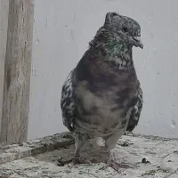 نر سرور|پرنده|خمینیشهر, |دیوار