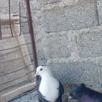 فروشی کفتر دو تا ماده خوشکل|پرنده|فیروزآباد (فارس), |دیوار