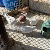 ۵ تا غریبگیری