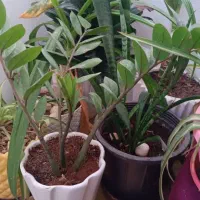 فروش چند عدد گل با قیمتی استثنایی