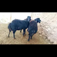 قوچ قره قزل