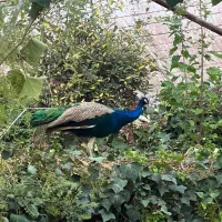 ویلای شمالی عطار ۲۲۵ متری