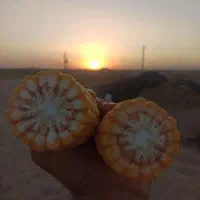 ذرت علوفه ای و‌خوراک دام