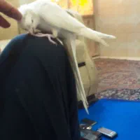 عروس هلندی آلبینو و نربالغ مست|پرنده|مشهد, کوشش|دیوار