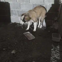 سگ پیدا شده