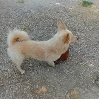 سگ روباهی برای واگذاری