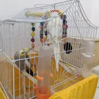 عروس هلندی