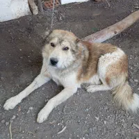 سگ قدر جونی