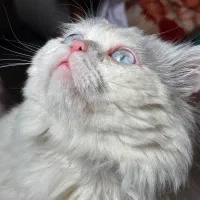 پرشین لانگ هیر چشم یخی ماده