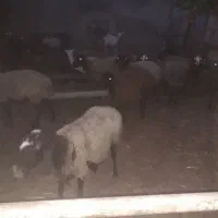 گوسفند فقط ۵۵۰