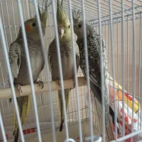 عروس هلندی