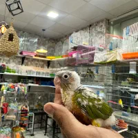 پت شاپ گلستان انواع پرنده و‌لوازم